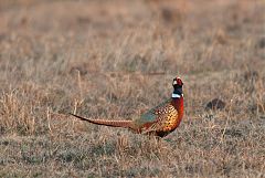 Ring-necked Pheasant perching/standing at Kansas, United States