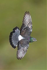 Rock Pigeon flying at Colorado, United States