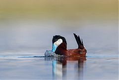 Ruddy Duck displaying at Colorado, United States