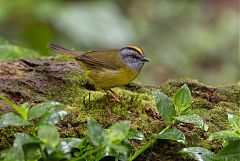 Russet-crowned Warbler perching/standing at Colombia