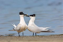 Sandwich Tern displaying at Florida, United States