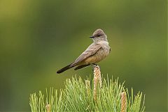Say's Phoebe perching/standing at Colorado, United States