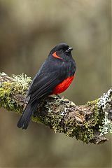 Scarlet-bellied Mountain Tanager perching/standing at Colombia