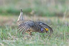 Sharp-tailed Grouse displaying at Colorado, United States