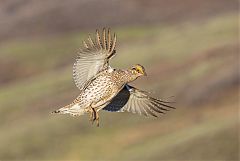 Sharp-tailed Grouse displaying at Colorado, United States