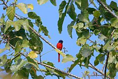 Short-billed Minivet perching/standing at Chiang Mai, Thailand