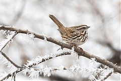Song Sparrow perching/standing at Colorado, United States