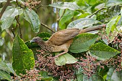 Speckled Chachalaca foraging/eating at Ecuador