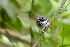 Spot-backed Antbird perching/standing at Ecuador