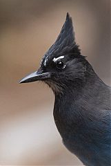 Steller's Jay perching/standing at Colorado, United States