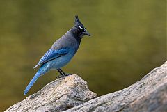 Steller's Jay perching/standing at Colorado, United States