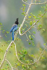 Steller's Jay perching/standing at Colorado, United States