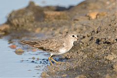 Temminck's Stint perching/standing at Phetchaburi, Thailand
