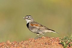 Thick-billed Longspur perching/standing at Wyoming, United States