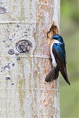 Tree Swallow perching/standing at Colorado, United States