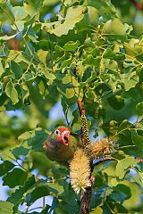 Varied Lorikeet calling/singing at Northern Territory, Australia