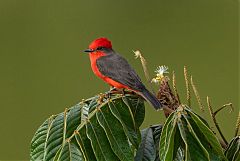 Vermilion Flycatcher perching/standing at Colombia
