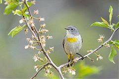 Virginia's Warbler perching/standing at Colorado, United States