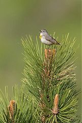 Virginia's Warbler calling/singing at Colorado, United States