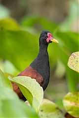 Wattled Jacana wading at Ecuador