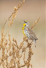 Western Meadowlark calling/singing at Colorado, United States