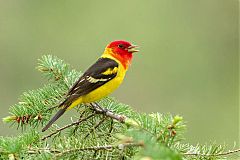 Western Tanager perching/standing at Colorado, United States