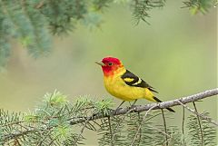 Western Tanager perching/standing at Colorado, United States