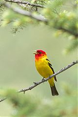 Western Tanager calling/singing at Colorado, United States