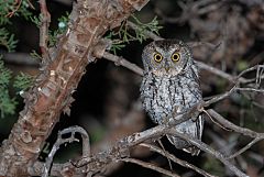 Whiskered Screech-Owl perching/standing at Arizona, United States
