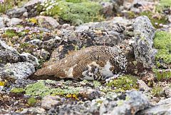 White-tailed Ptarmigan perching/standing at Colorado, United States