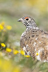 White-tailed Ptarmigan perching/standing at Colorado, United States