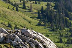 White-tailed Ptarmigan perching/standing at Colorado, United States