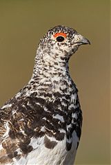 White-tailed Ptarmigan perching/standing at Colorado, United States