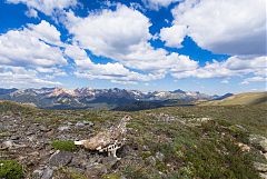 White-tailed Ptarmigan perching/standing at Colorado, United States