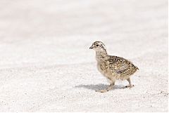 White-tailed Ptarmigan walking/running at Colorado, United States