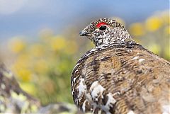 White-tailed Ptarmigan perching/standing at Colorado, United States