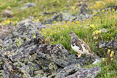 White-tailed Ptarmigan perching/standing at Colorado, United States
