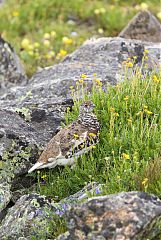 White-tailed Ptarmigan perching/standing at Colorado, United States