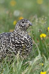 White-tailed Ptarmigan perching/standing at Colorado, United States