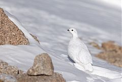 White-tailed Ptarmigan perching/standing at Colorado, United States