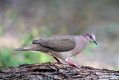 White-tipped Dove perching/standing at Texas, United States