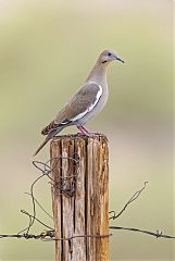 White-winged Dove perching/standing at Coahuila, Mexico