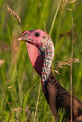 Wild Turkey perching/standing at Kansas, United States