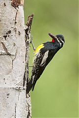 Williamson's Sapsucker feeding young at Colorado, United States