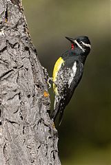 Williamson's Sapsucker perching/standing at Colorado, United States