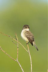 Willow Flycatcher perching/standing at Colorado, United States
