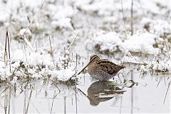 Wilson's Snipe perching/standing at Colorado, United States