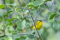 Wilson's Warbler perching/standing at Colorado, United States