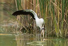 Wood Stork wading at Colorado, United States