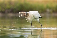 Wood Stork foraging/eating at Colorado, United States